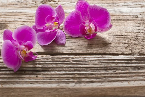 Flores de orquídea rosa em um fundo de madeira — Fotografia de Stock