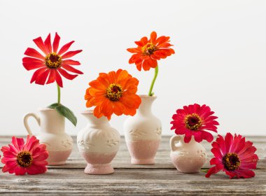 bir vazoda Zinnia çiçeği