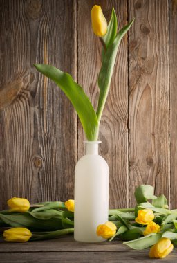 Lale ahşap arka plan üzerinde