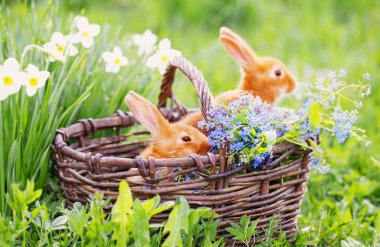 küçük tavşan açık kırmızı