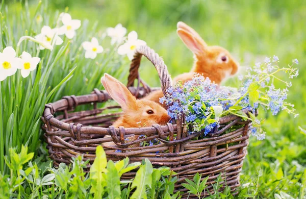 Red little rabbits outdoor — Stock Photo, Image