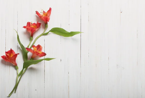 Alstroemeria fleurs sur fond blanc en bois — Photo