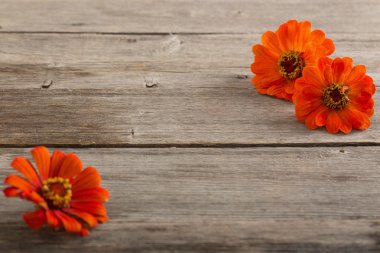 ahşap arka plan üzerinde Zinnia çiçeği