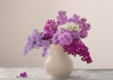 beyaz zemin üzerinde güzel leylak