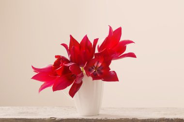 Beyaz arkaplanda kırmızı laleler