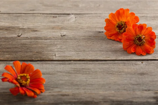 Flor de zinnia sobre fondo de madera — Foto de Stock