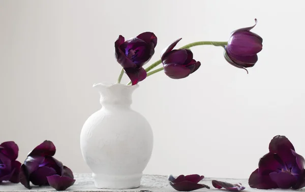 Tulipani scuri in vaso — Foto Stock