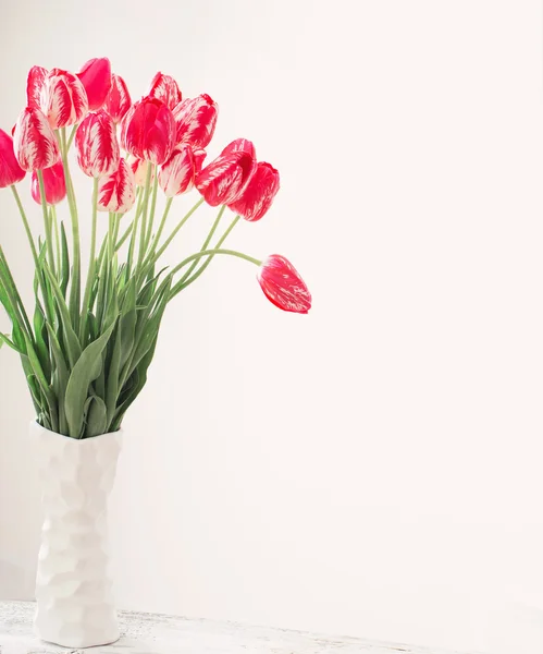 Tulips on white background — Stock Photo, Image