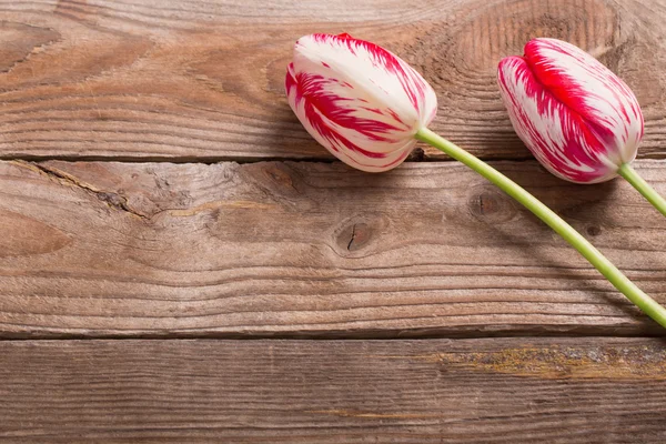 Beautiful tulips on wooden background — Stock Photo, Image