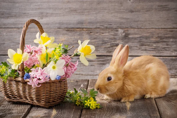Little rabbit with spring flowers — Stock Photo, Image