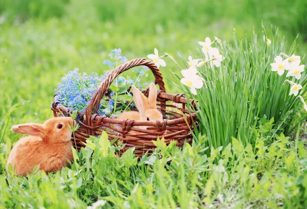 Coelhos pequenos vermelhos ao ar livre — Fotografia de Stock