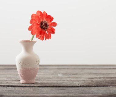 bir vazoda Zinnia çiçeği