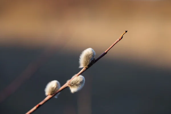 Gün batımında söğüt dalları — Stok fotoğraf