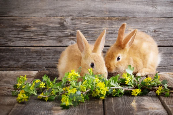 Twee konijnen op houten achtergrond — Stockfoto