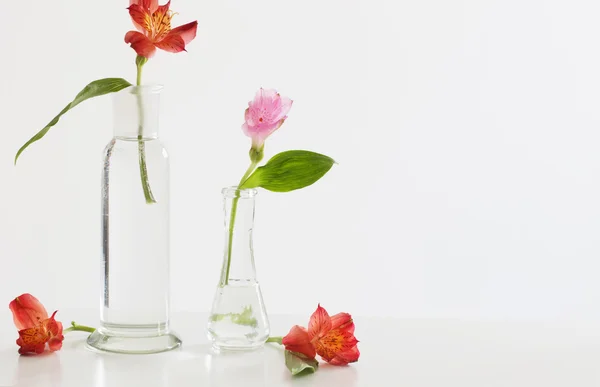 Alstroemeria fleurs dans un vase sur la table — Photo
