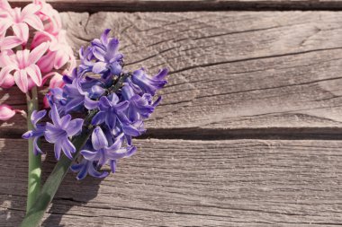 Tahta arka planda güzel bahar çiçekleri