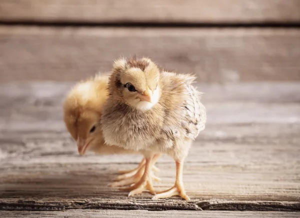 Petit enfant jaune poussin debout sur fond en bois — Photo