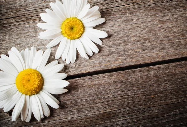 Fleurs de camomille fraîches sur la table en bois — Photo