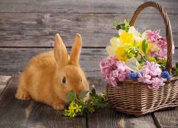 Kleines Kaninchen mit Frühlingsblumen — Stockfoto