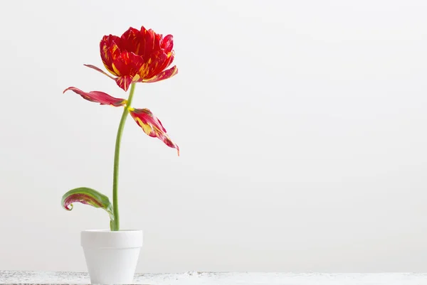 Tulipa em vaso no fundo branco — Fotografia de Stock