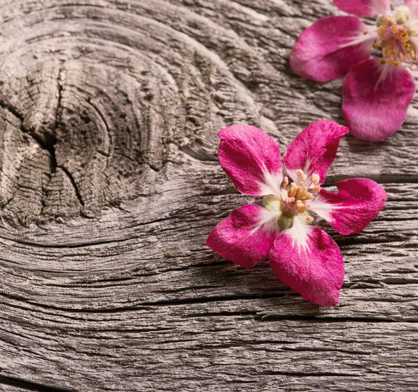 Jabłko kwiaty na drewniane tła — Zdjęcie stockowe