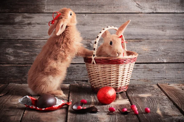 Lapins avec des œufs en chocolat sur fond en bois — Photo