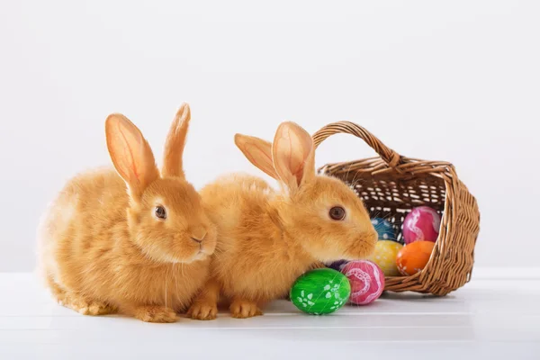 复活节兔蛋在白色背景上 — 图库照片