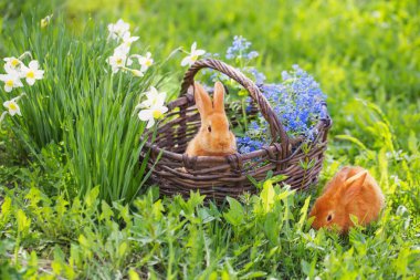 Açık sepet içinde kırmızı tavşan