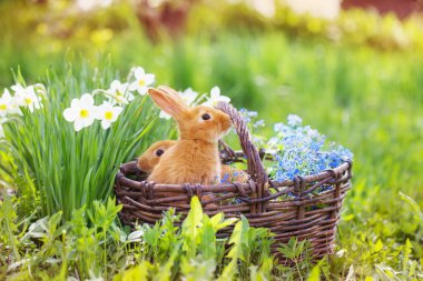 küçük tavşan açık kırmızı