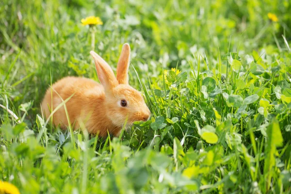 Röd lilla kanin utomhus — Stockfoto