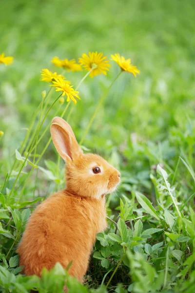 室外的红色小兔子 — 图库照片