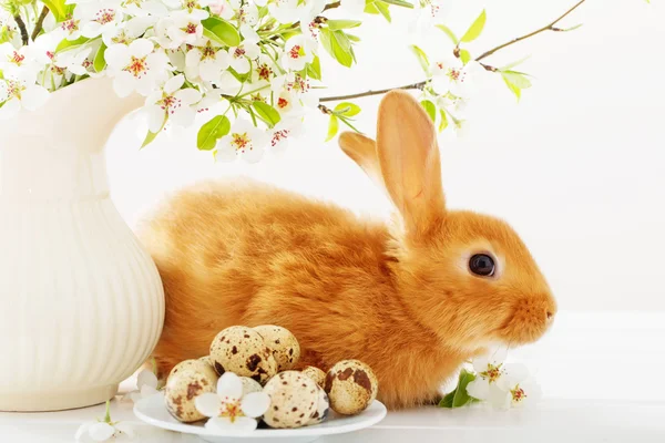 Rotes Kaninchen mit Ostereiern auf weißem Hintergrund — Stockfoto