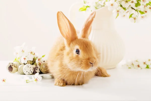 Червоний кролик з великодніми яйцями на білому тлі — стокове фото