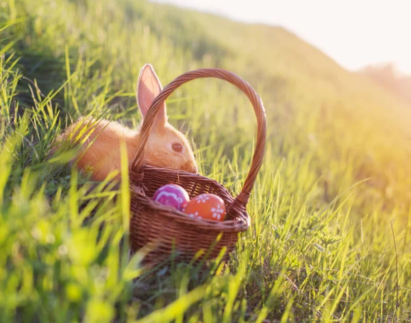 Rabbit with Easter eggs in basket outdoor — Stock Photo, Image