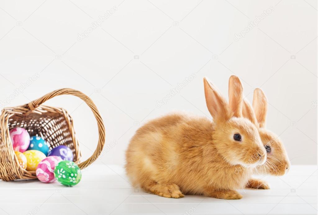 rabbits with Easter eggs on white background