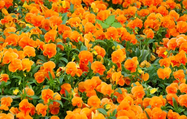 オレンジ色の春の花 - パンジーのフィールド — ストック写真