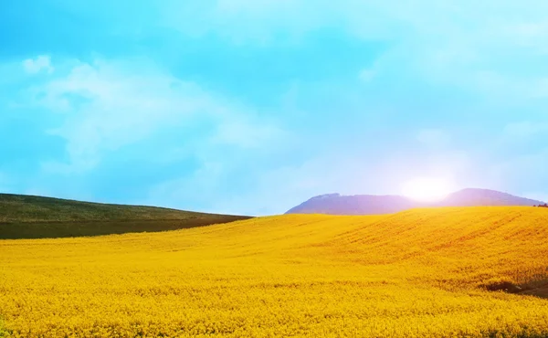 Mountain spring landscape with yellow flowers Stock Image