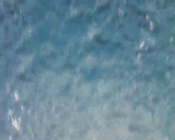 青い水の流れ — ストック動画