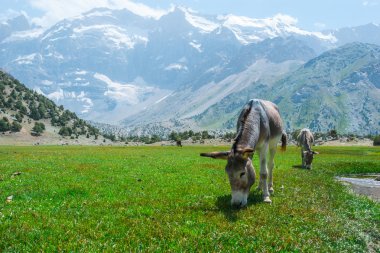 Yayla çayır üzerinde eşek.