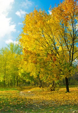 Sonbaharda akçaağaç ağaç