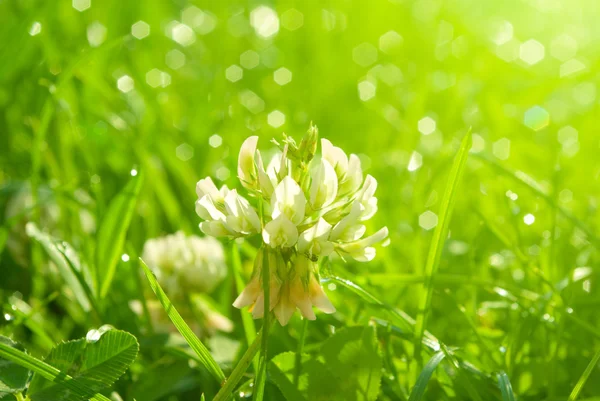 Erba fresca di primavera con luce solare — Foto Stock