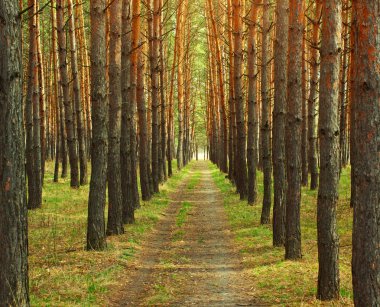 Ormandaki yere düz yol