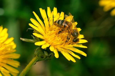 Arı polen karahindiba hasat