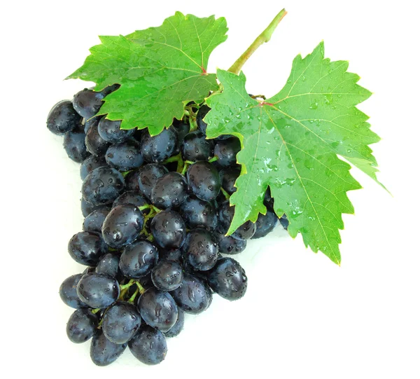 Blue grapes with green leafs — Stock Photo, Image