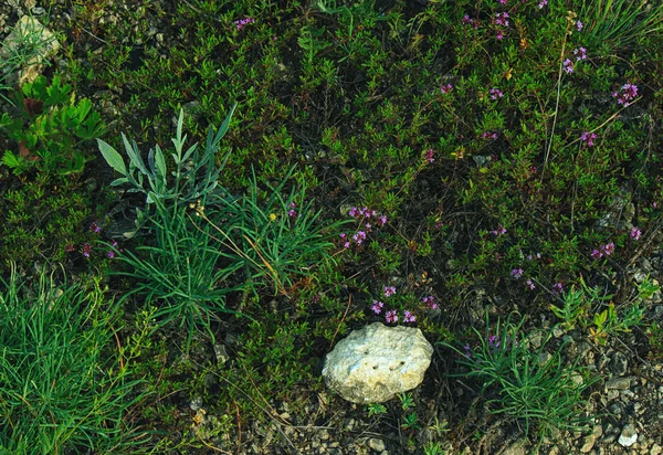 Fundo com musgo e pedra — Fotografia de Stock