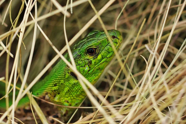 Green lizard looking from the hay — Stock Photo, Image