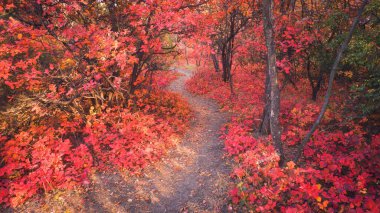 Parlak kırmızı Scumpia çalıları yerde patikası olan parkta.