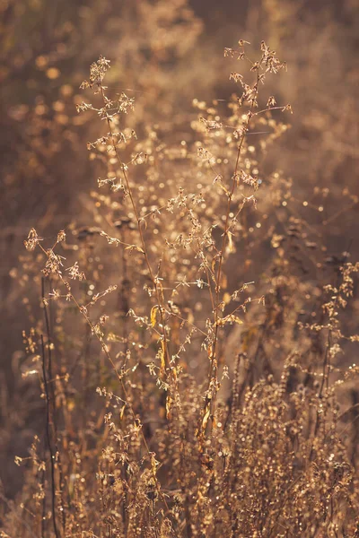 Nahaufnahme Trockener Pflanzen Mit Morgentau Der Herbstzeit Selektiver Fokus — Stockfoto