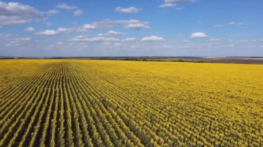 Havadan bakıldığında yaz ayçiçeği tarlası