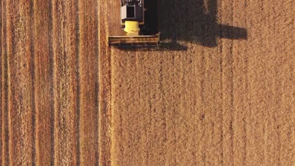 Colheita Trigo Campo Vista Aérea — Vídeo de Stock